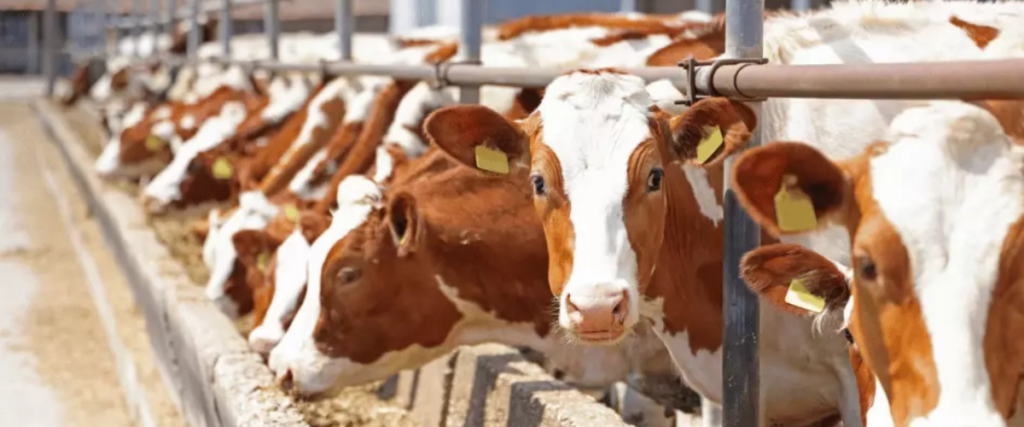energia en el entorno rural-como Powerworks impulsa la agricultura y la ganadería