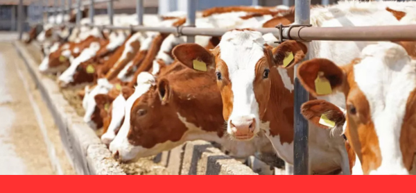 energia en el entorno rural-como Powerworks impulsa la agricultura y la ganadería