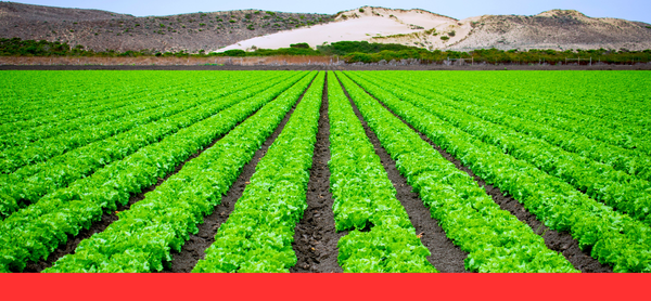 Generadores para explotaciones agrícolas: energía donde más se necesita