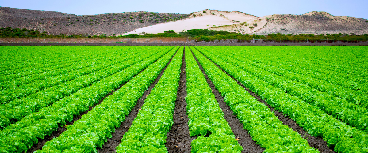 Generadores para explotaciones agrícolas: energía donde más se necesita
